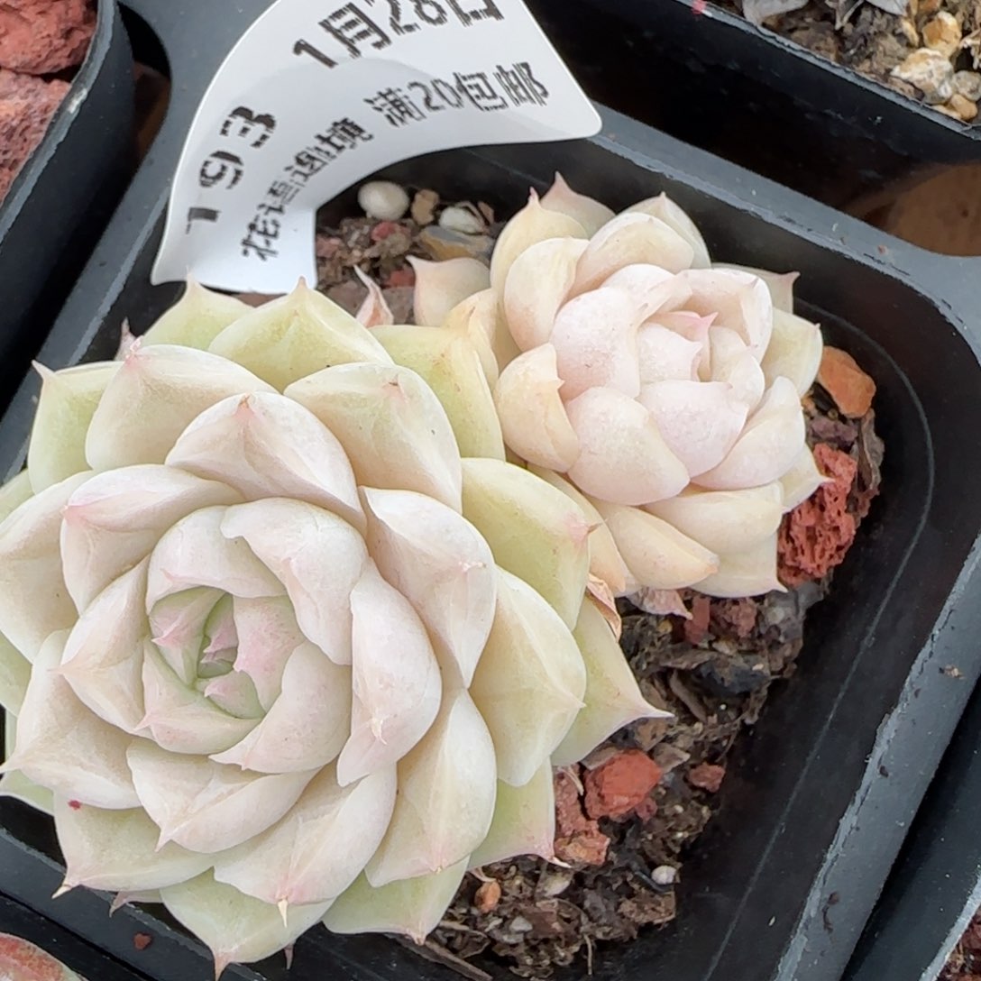 花语逸镜0128-193