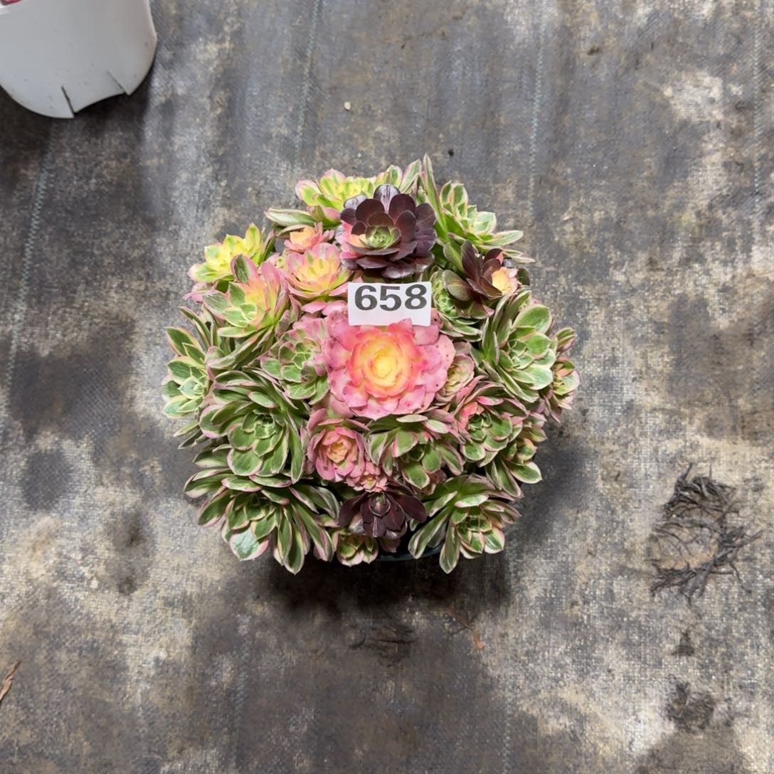 微*658！海仙法师多肉植物