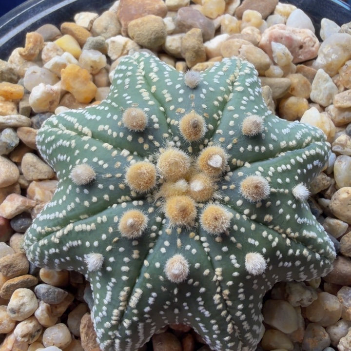 妖孽的小蛮腰泰奇扁