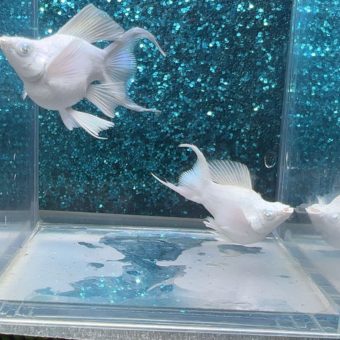 孔雀鱼瓷白玛丽一对005