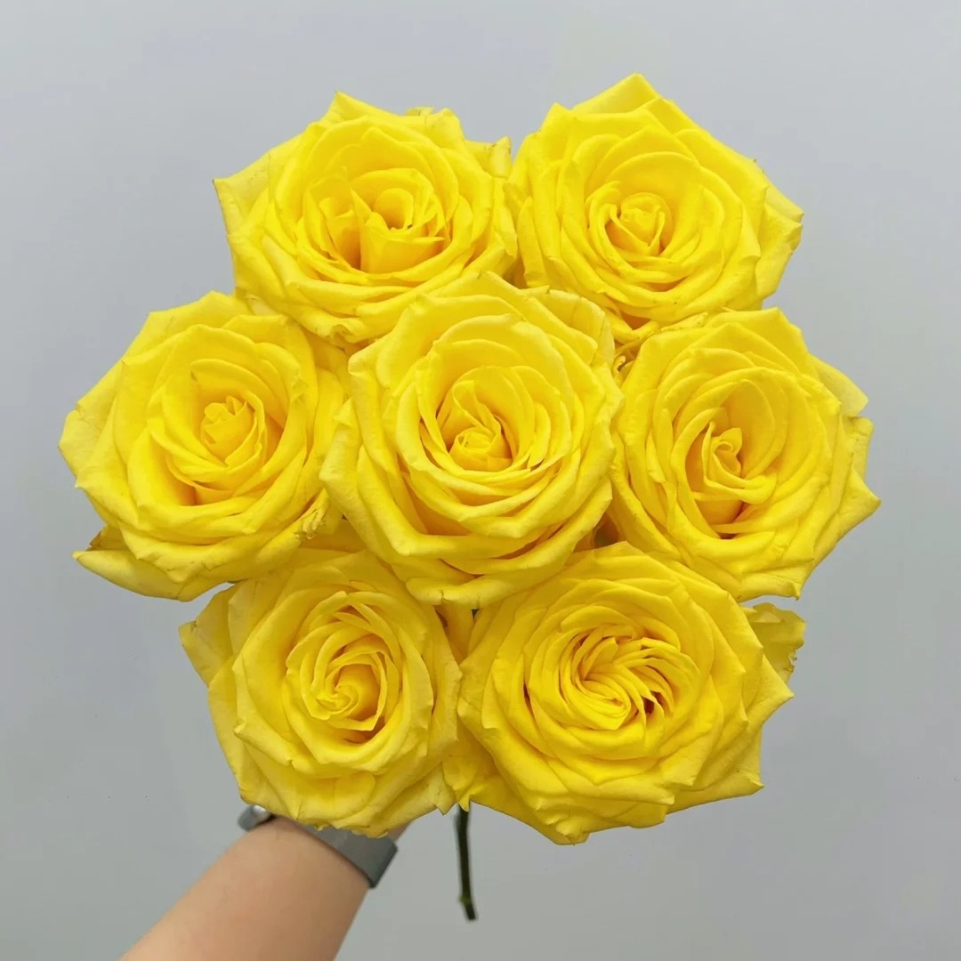 金枝玉叶玫瑰家养云南鲜切花高级感批发真花玫瑰花水养瓶