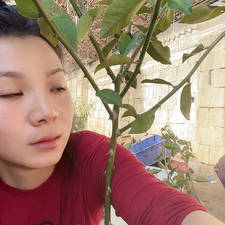 憧***憬5828憧憬叶仙一颗6分枝