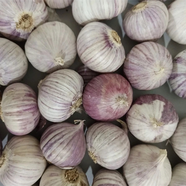 精品独头大蒜：250g