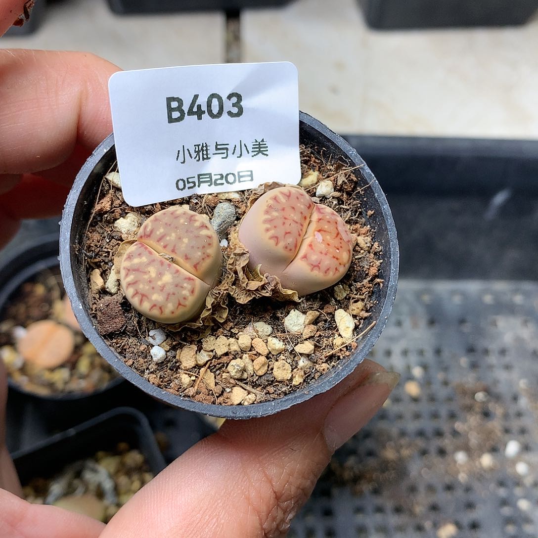 B403多肉植物保护