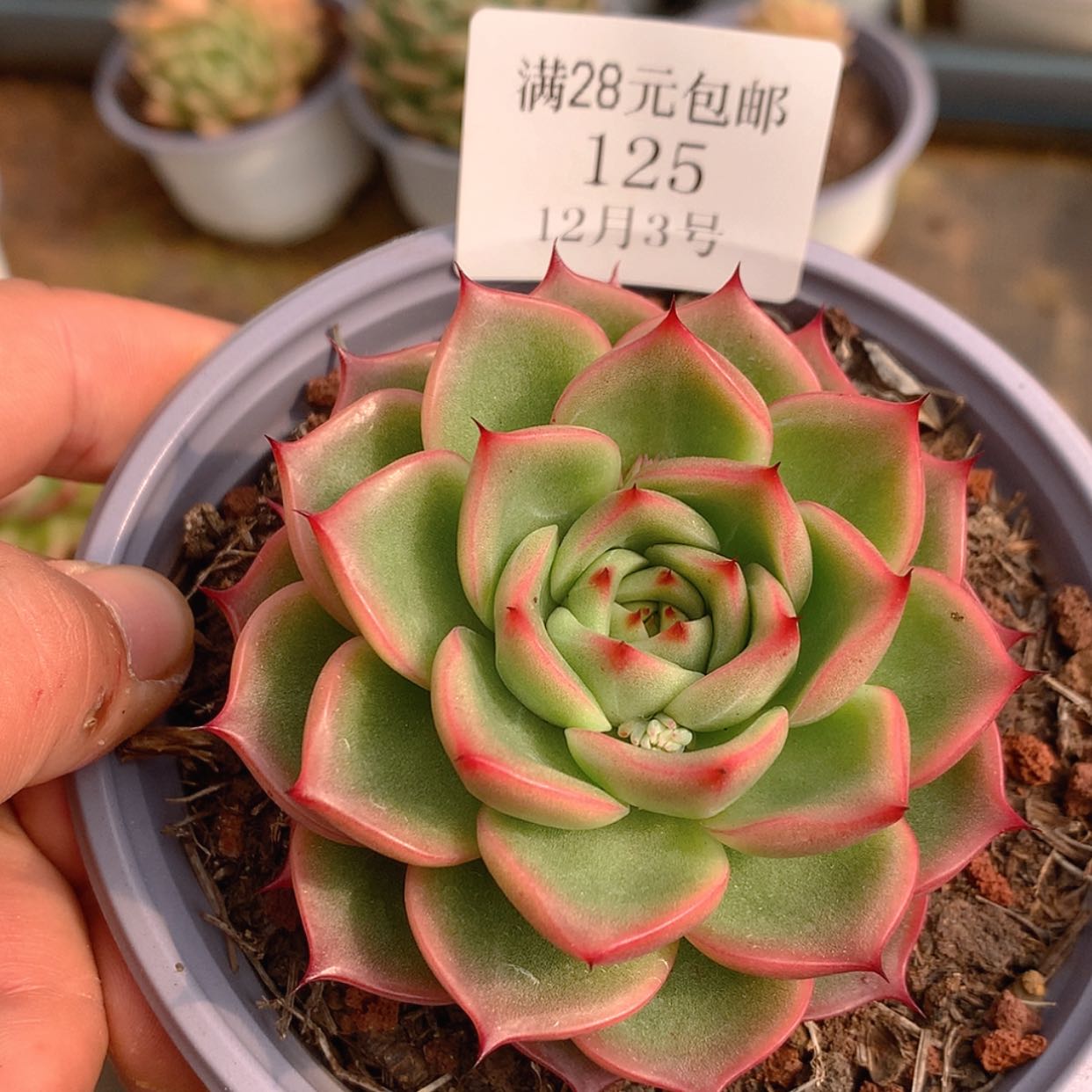 【闪购商品】云125号