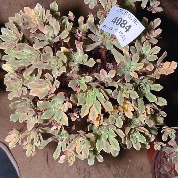 4084甜茶多肉植物
