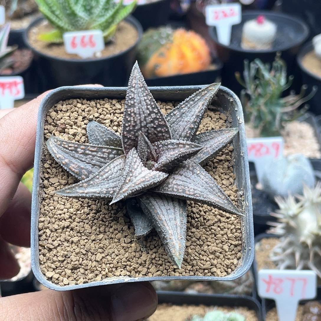 实生锦带桥 致远多肉