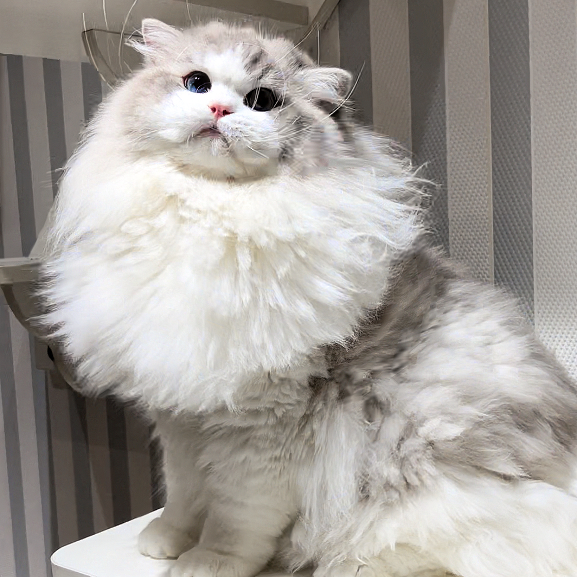 喵可可x可爱猫咪活体链接