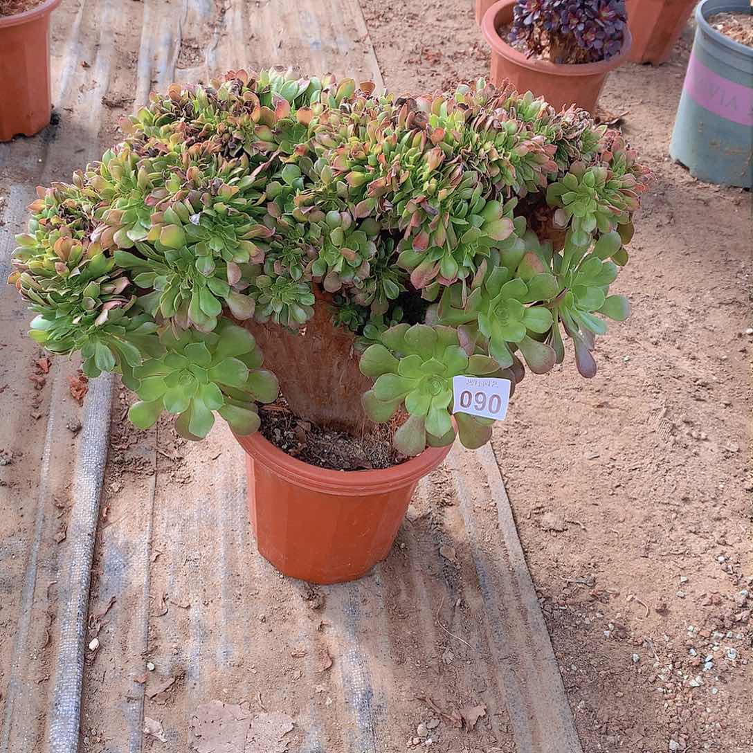 217玫瑰缀化缀缀