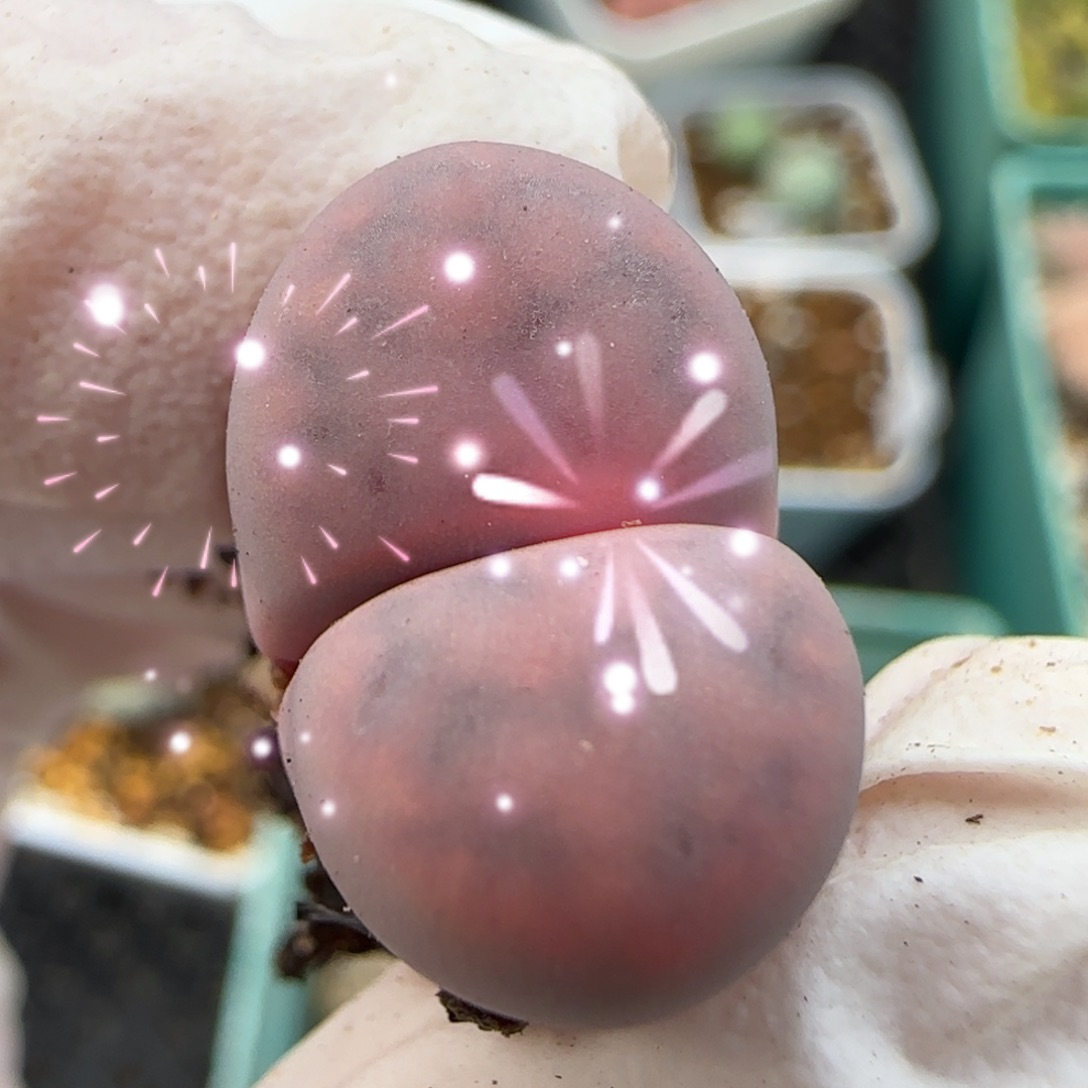 12.2M爱萌多肉清货无纹紫花纹8057