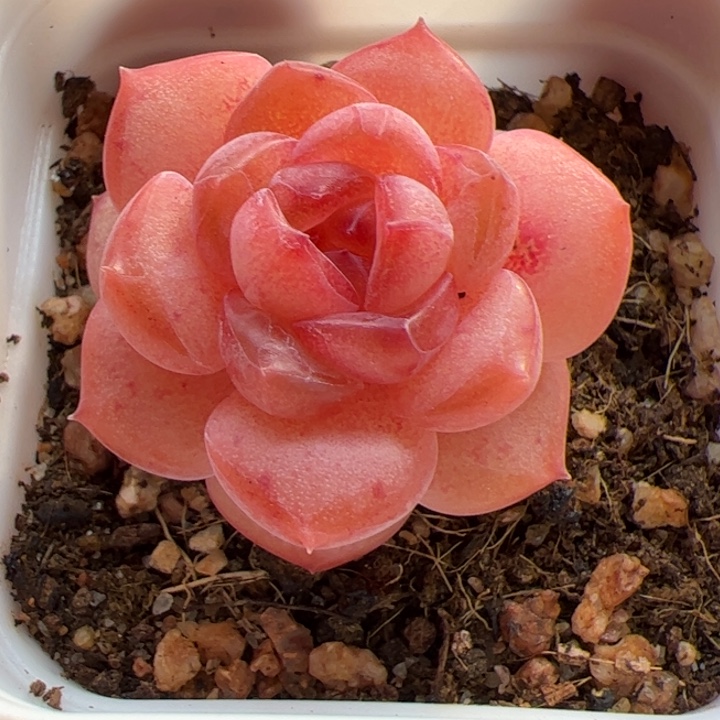 一物一拍，精品糖心，尺寸不大介意勿拍