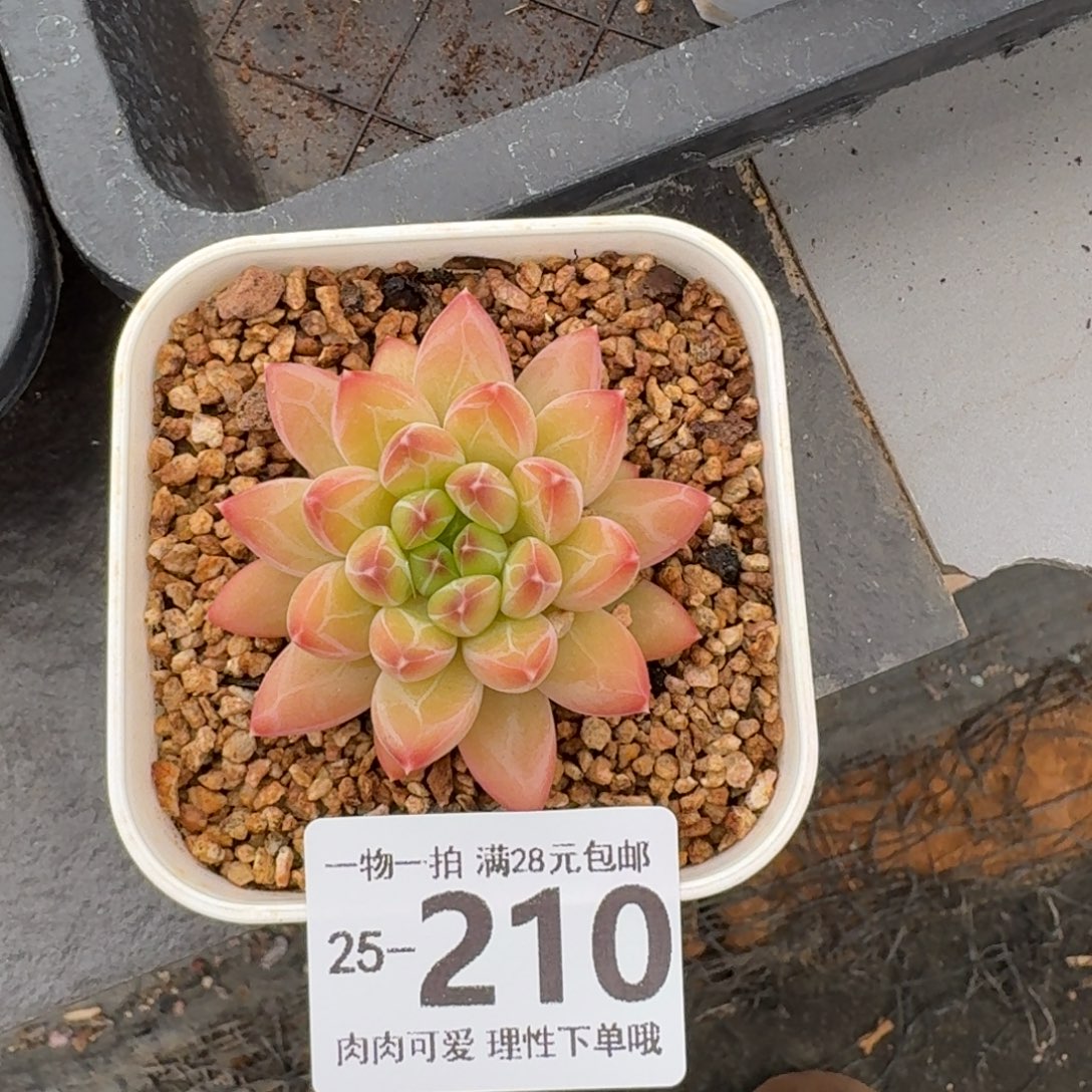 胖体青花瓷无盆土发货无