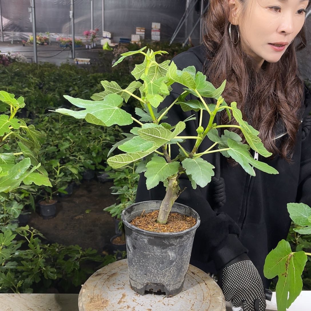 波姬红无花果果苗