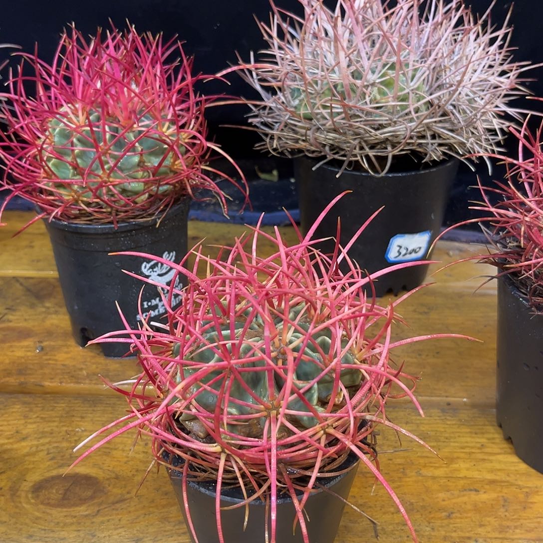 汤圆植物大龙冠彩虹色