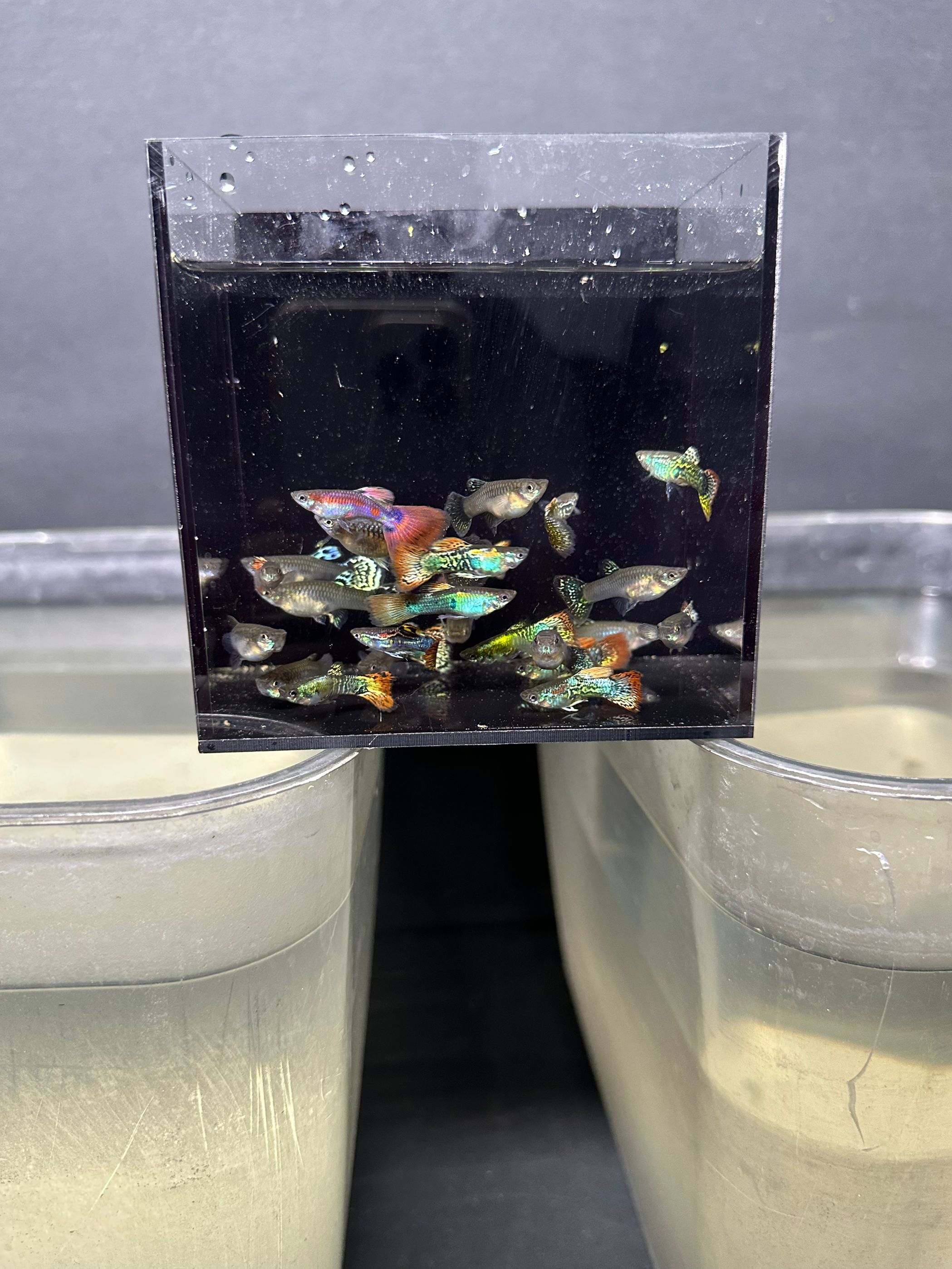 热带孔雀七彩龙鳞好养繁殖快