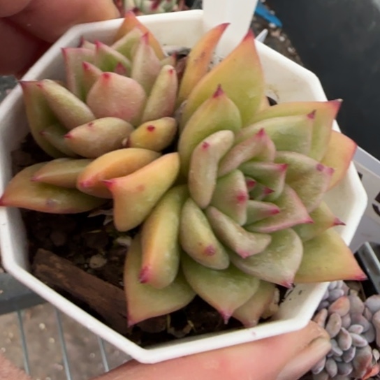 243蔷薇一物一拍多肉