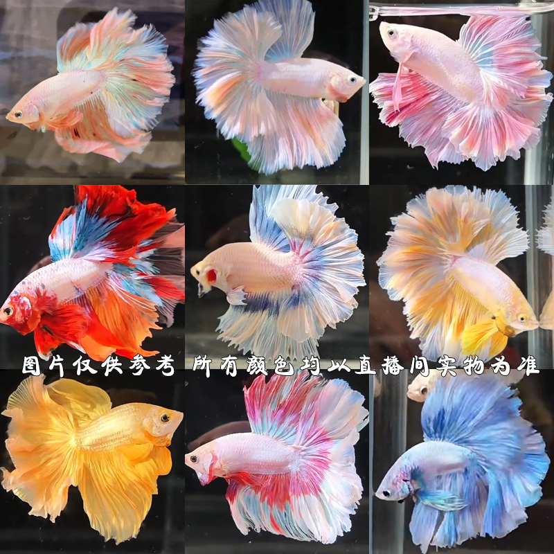 第十三板（289-312）泰国斗鱼精品半月 婚纱 将军小型热带观赏鱼