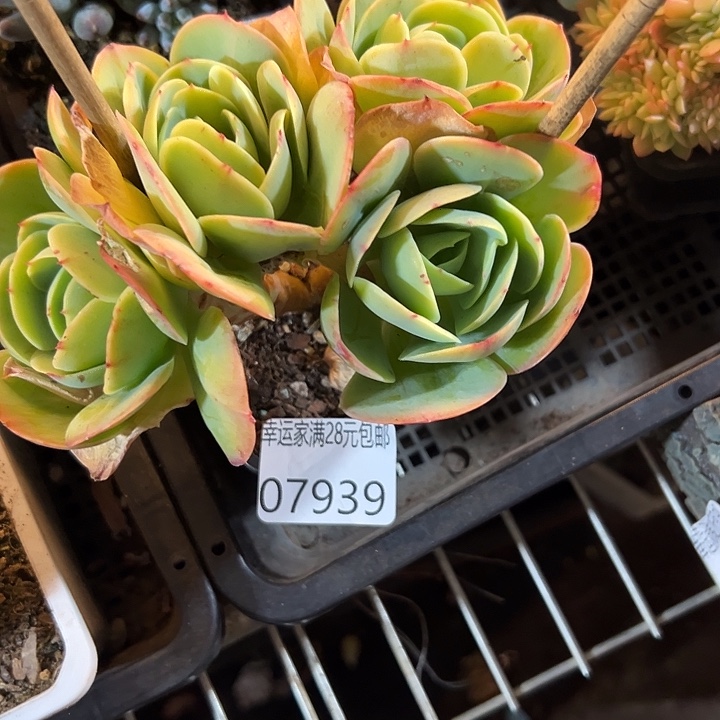 幸运儿的一句台词我真的