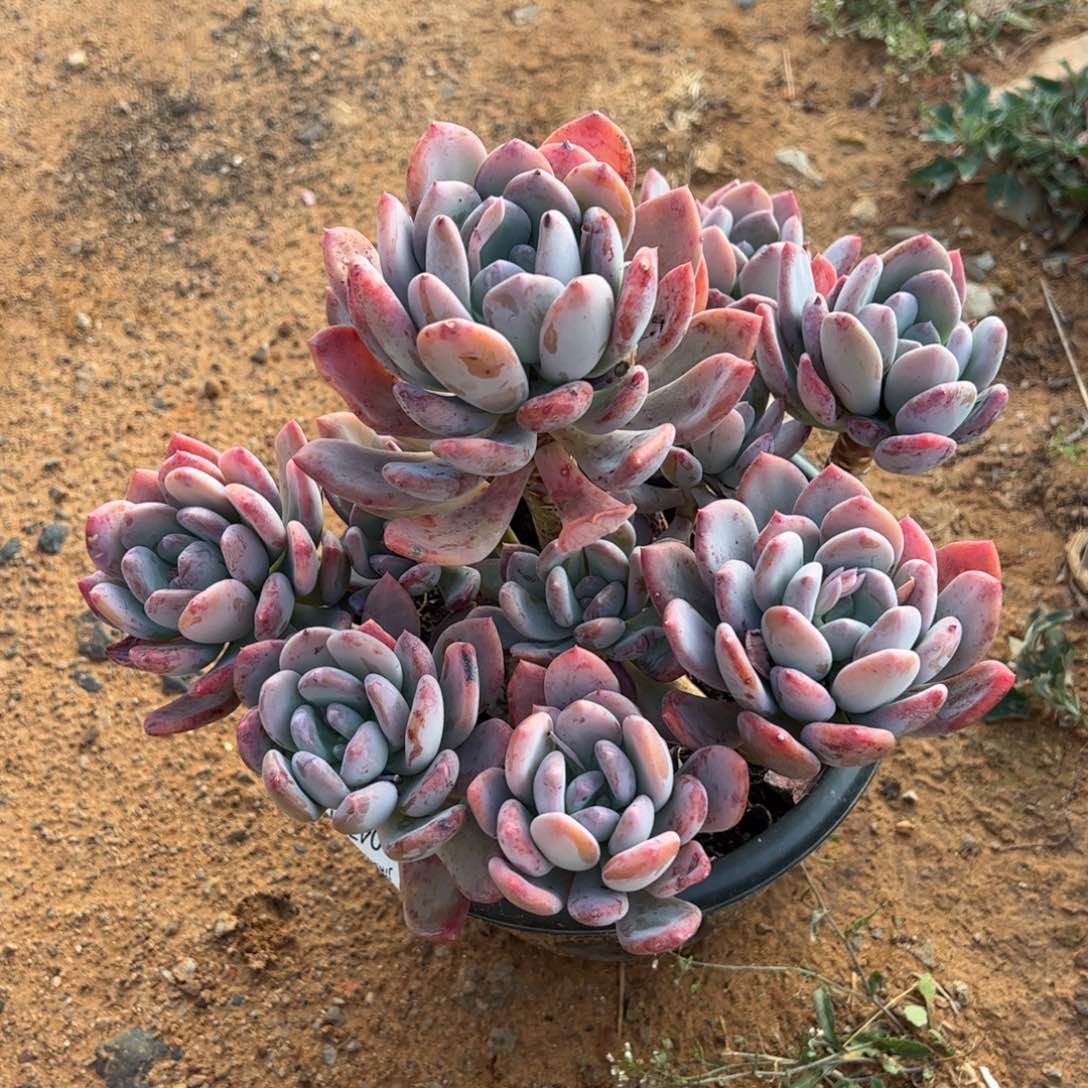 灰姑娘7大头多肉植物