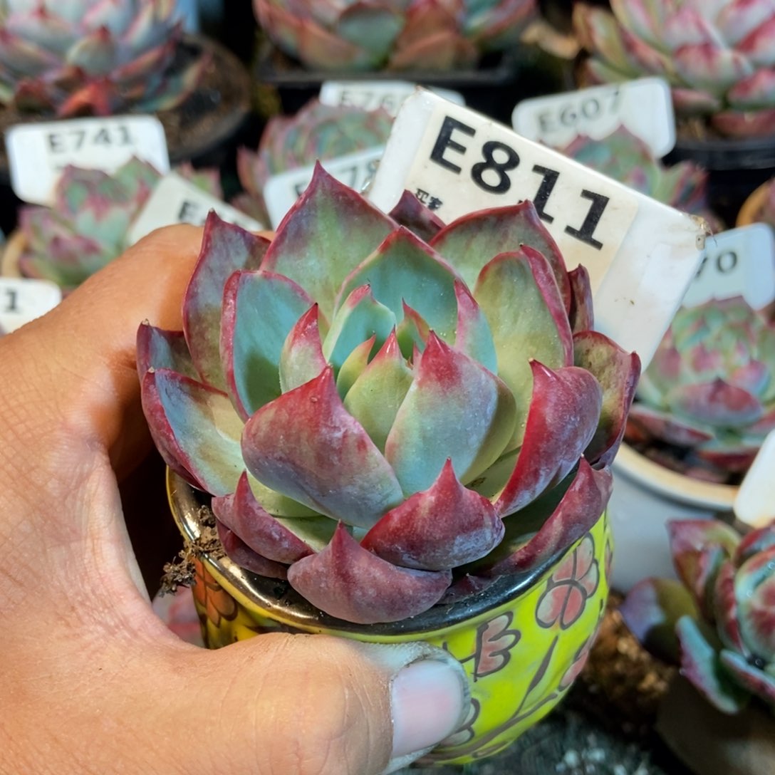 惊鸿一瞥811号多肉