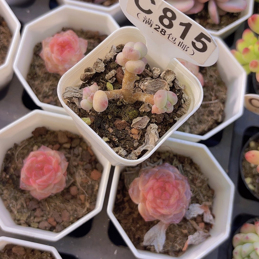 C815萤火虫奶酪一物一拍