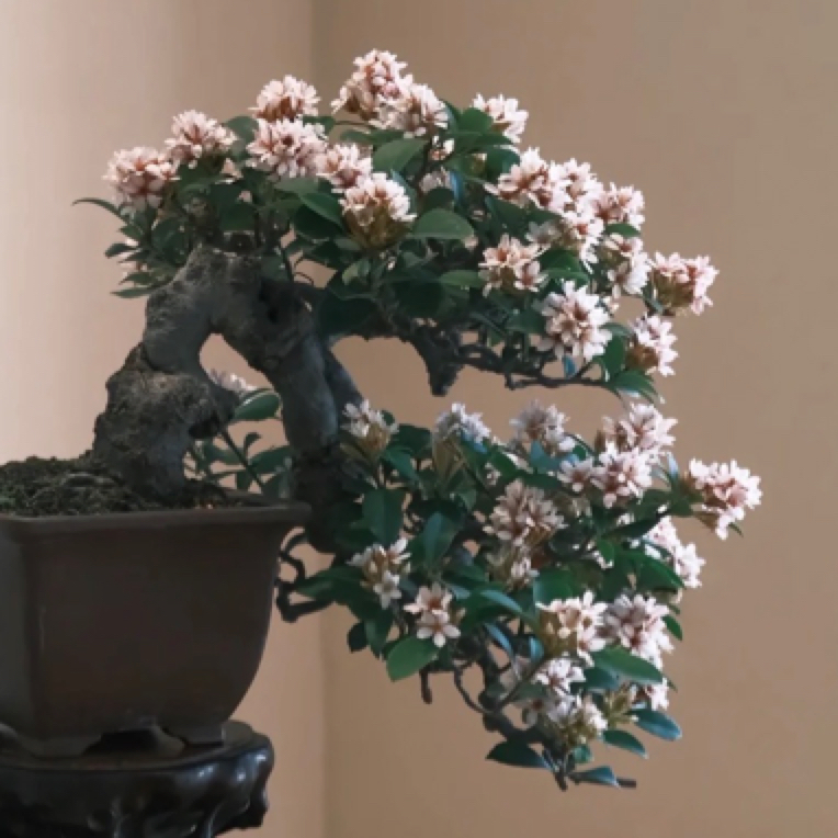 海岛福建海岛春花栀子花精品盆景好养易活老桩 直播间一物一拍
