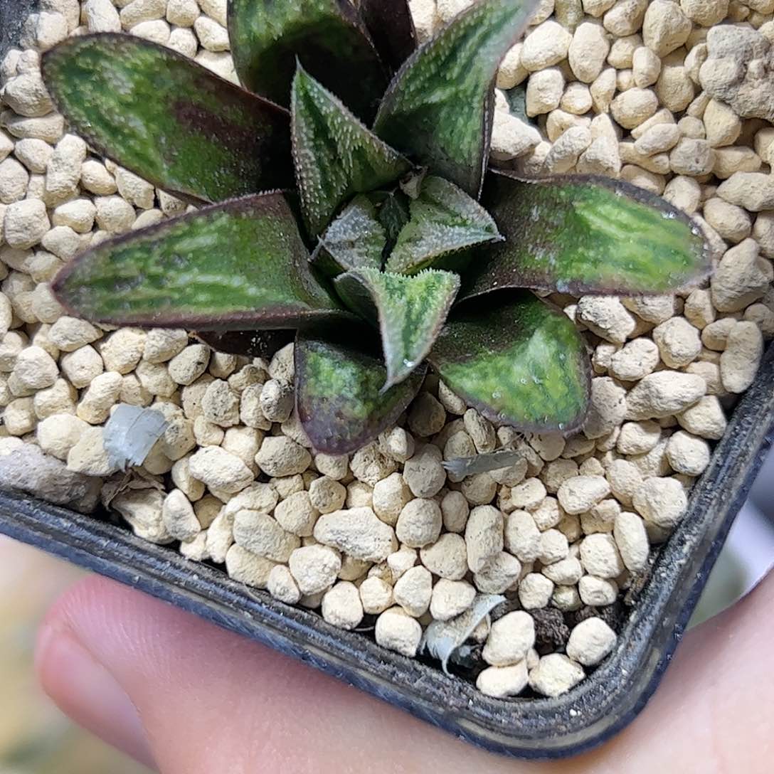 实生寿选拔十二卷多肉植物