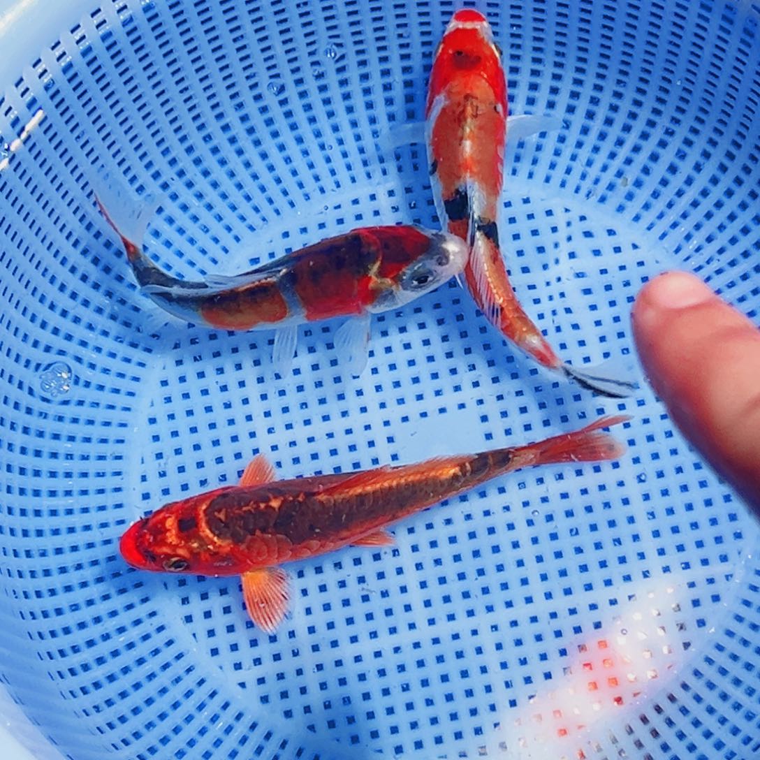 锦鲤锦鲤观赏鱼2111