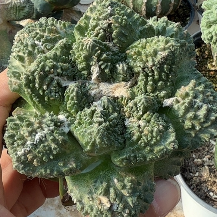 无花朵苗接炸尤哥斯拉655