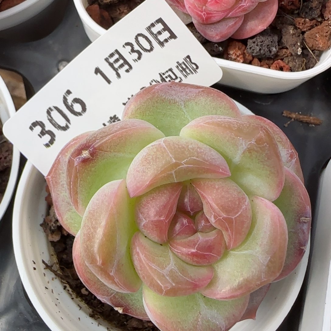 花语逸镜0130-306