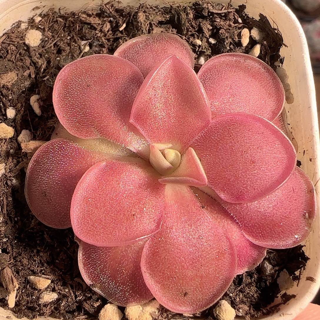 多肉1209-155赛题捕虫堇