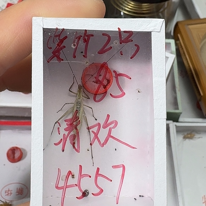 @***欢蟋蟀22222222222222