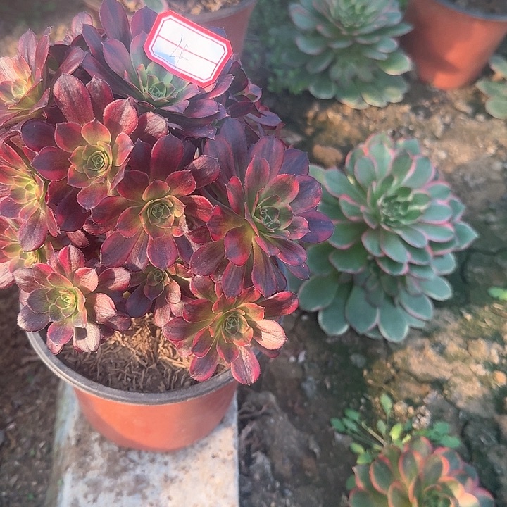 如****）多肉植物安娜4号无售后