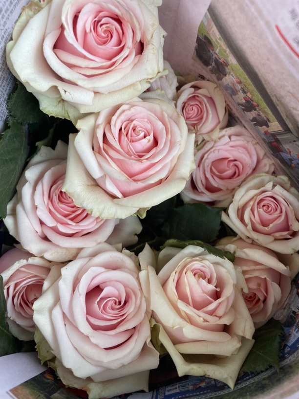 锦妍花卉月季 1加仑花苗盆栽室内外种植花卉