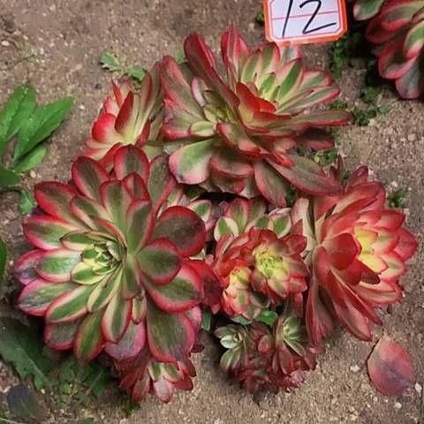 红荔枝砍头老桩12