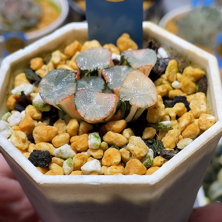 H*** 696风之谷万象锦特选