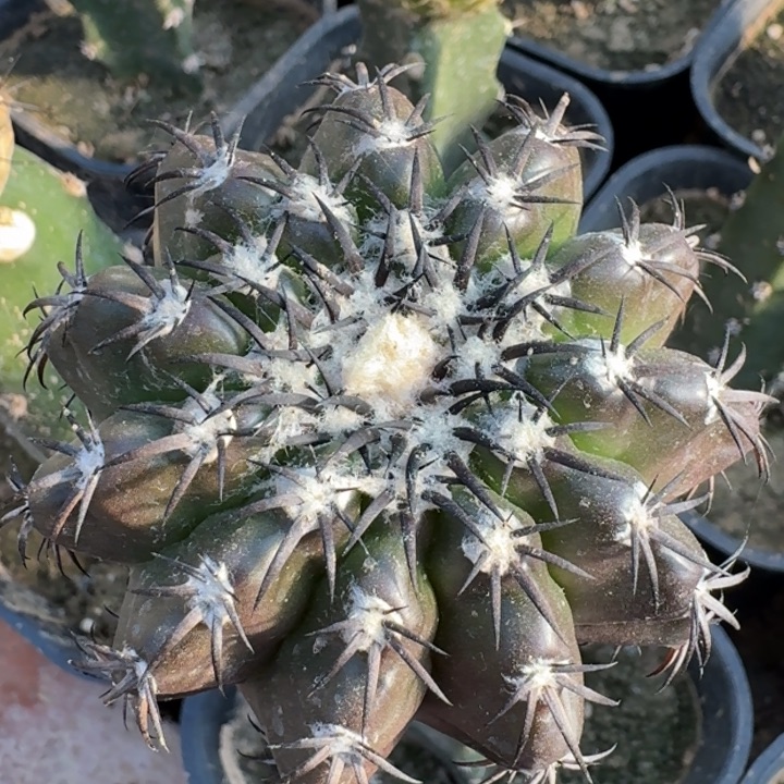 猫爪圆盘666666666