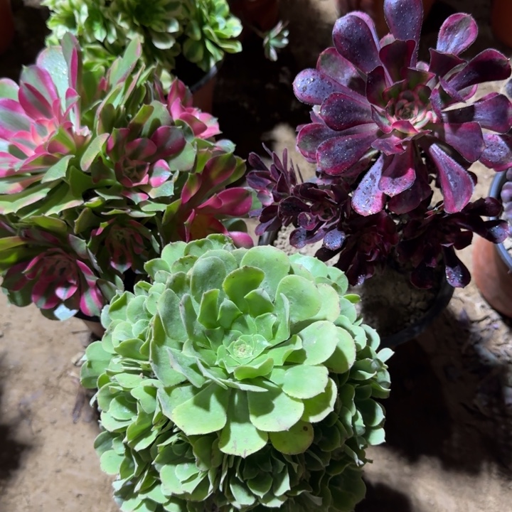 香妃绿玫瑰手捧香奈儿19.8