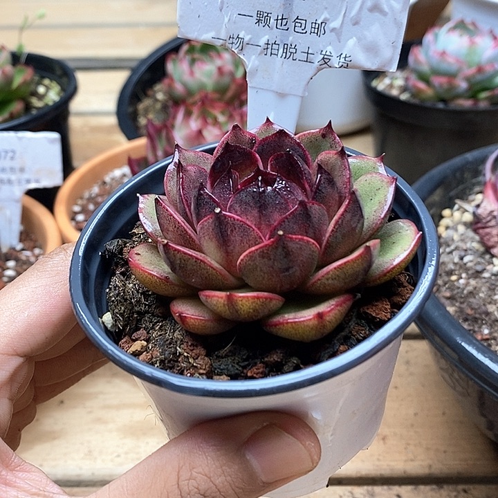 山果珍妮一物一拍057