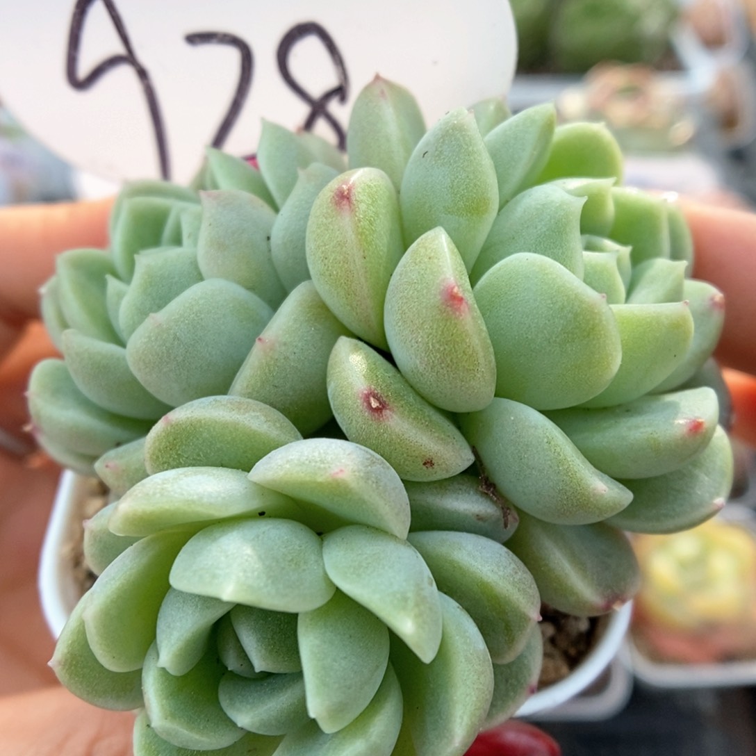 财富密码群生可拍928号。 