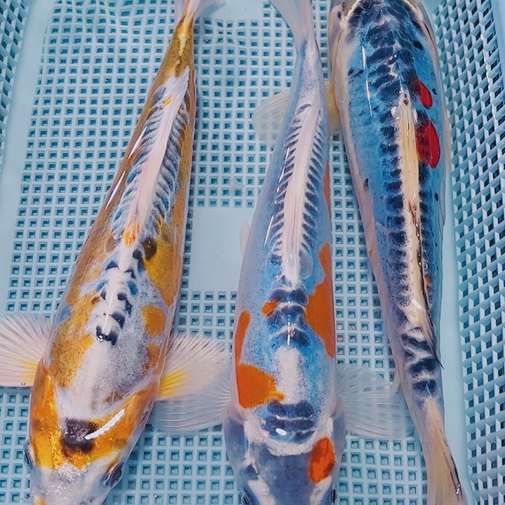 锦鲤锦鲤观赏鱼110