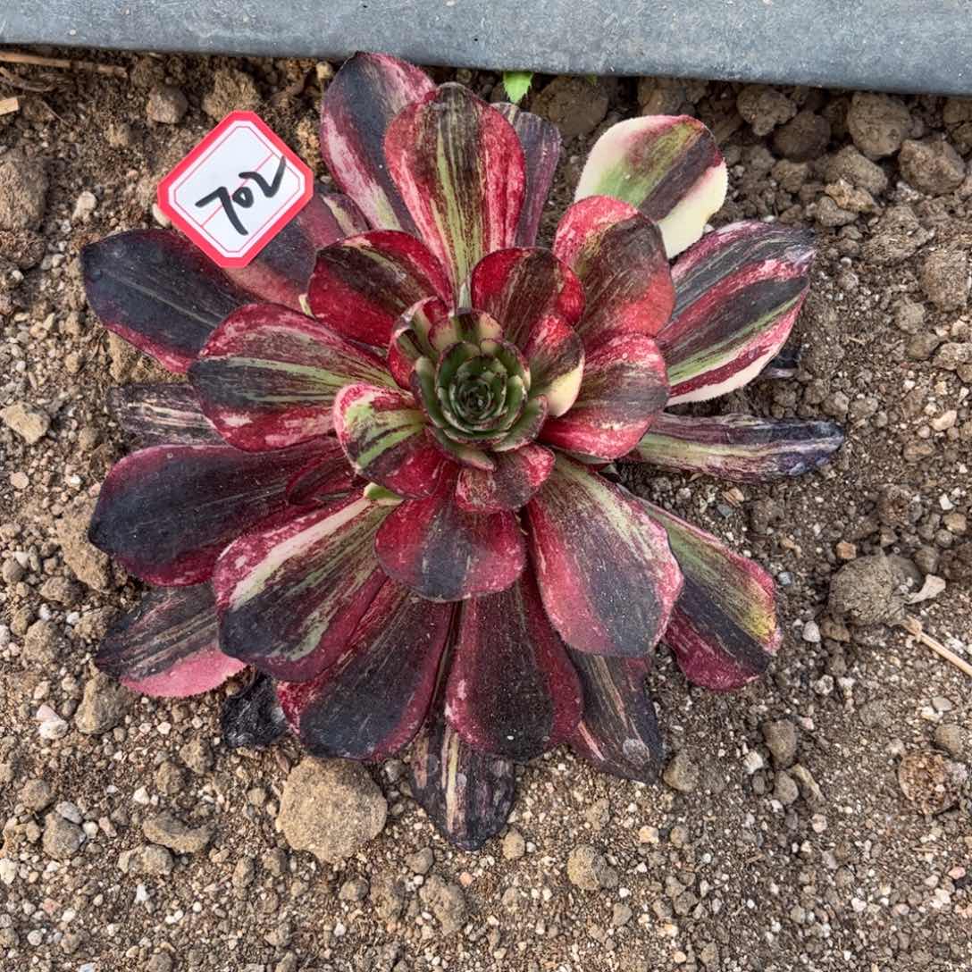 702多肉植物伯爵天骄一个月发货