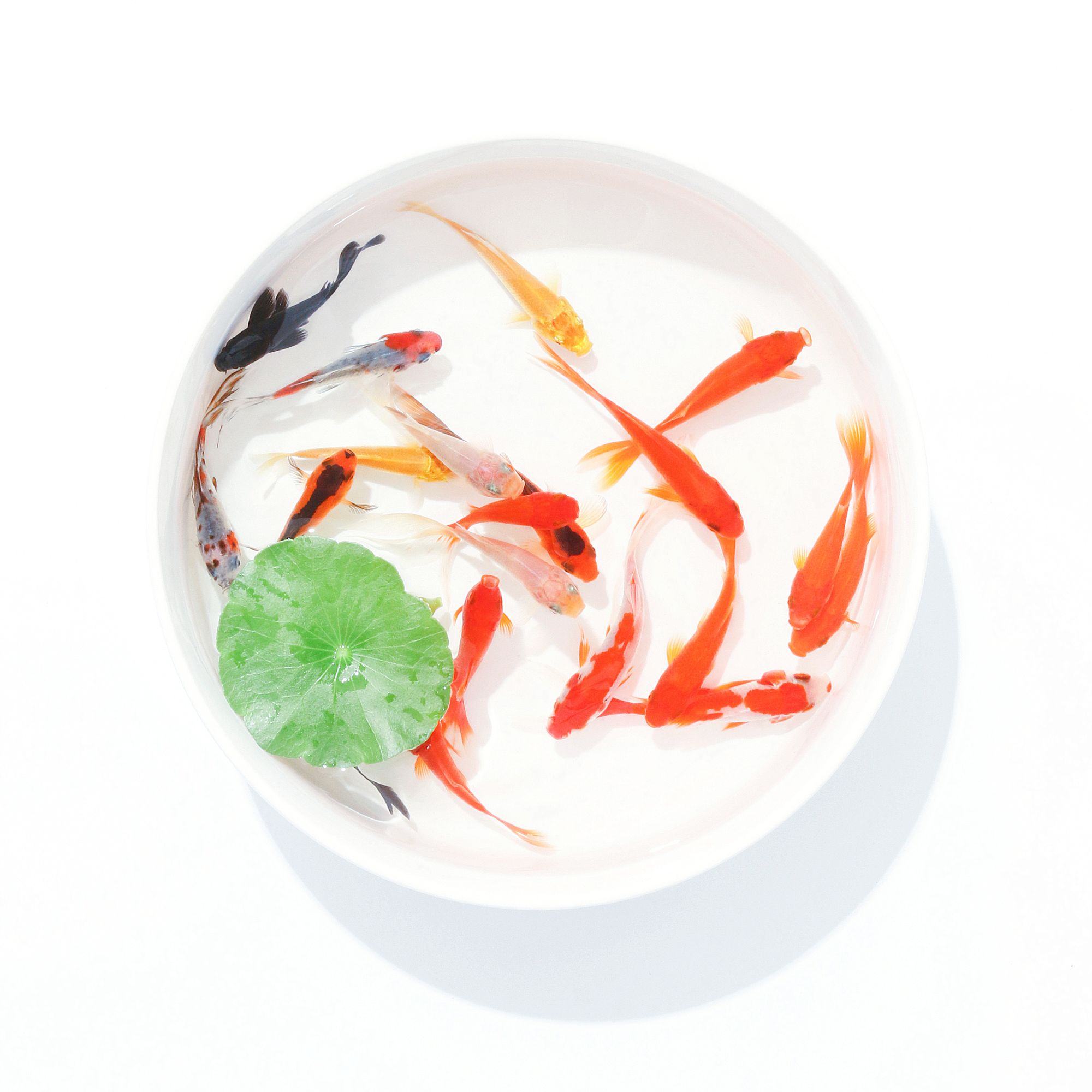 6cm-8cm 09条 观赏鱼 淡水鱼 冷水鱼 红草金鱼