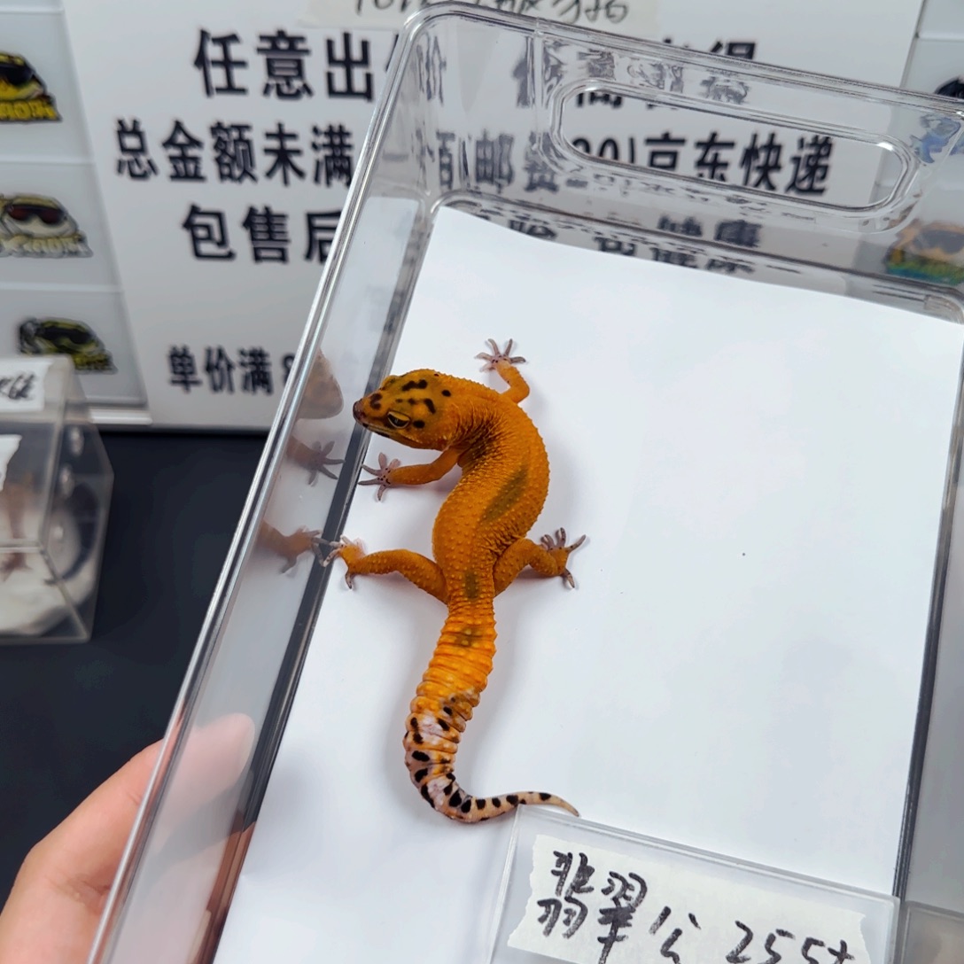 豹纹守宫豹纹守宫