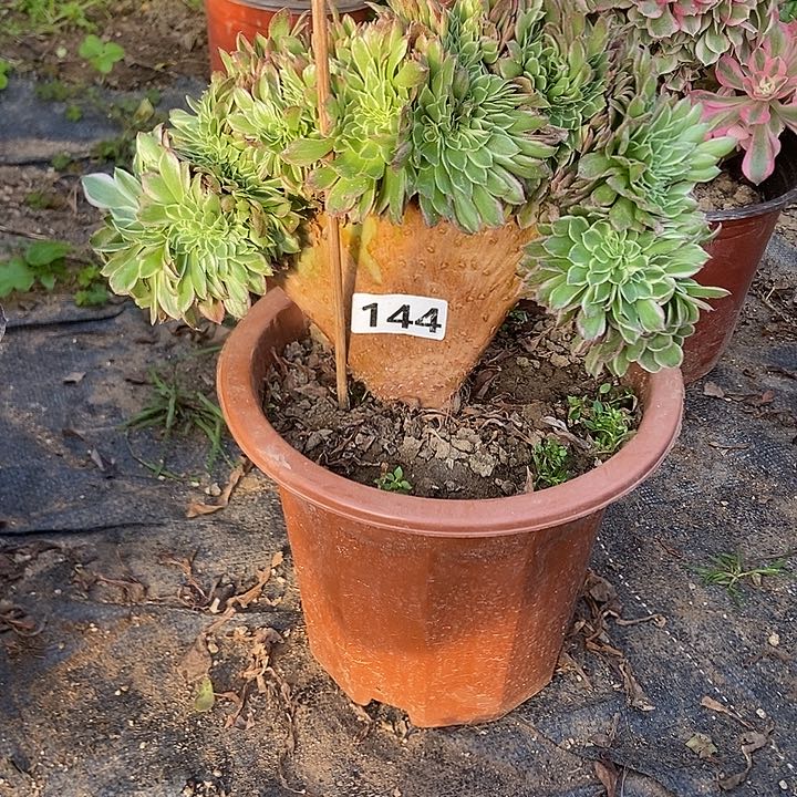 144海王老庄缀化老板子