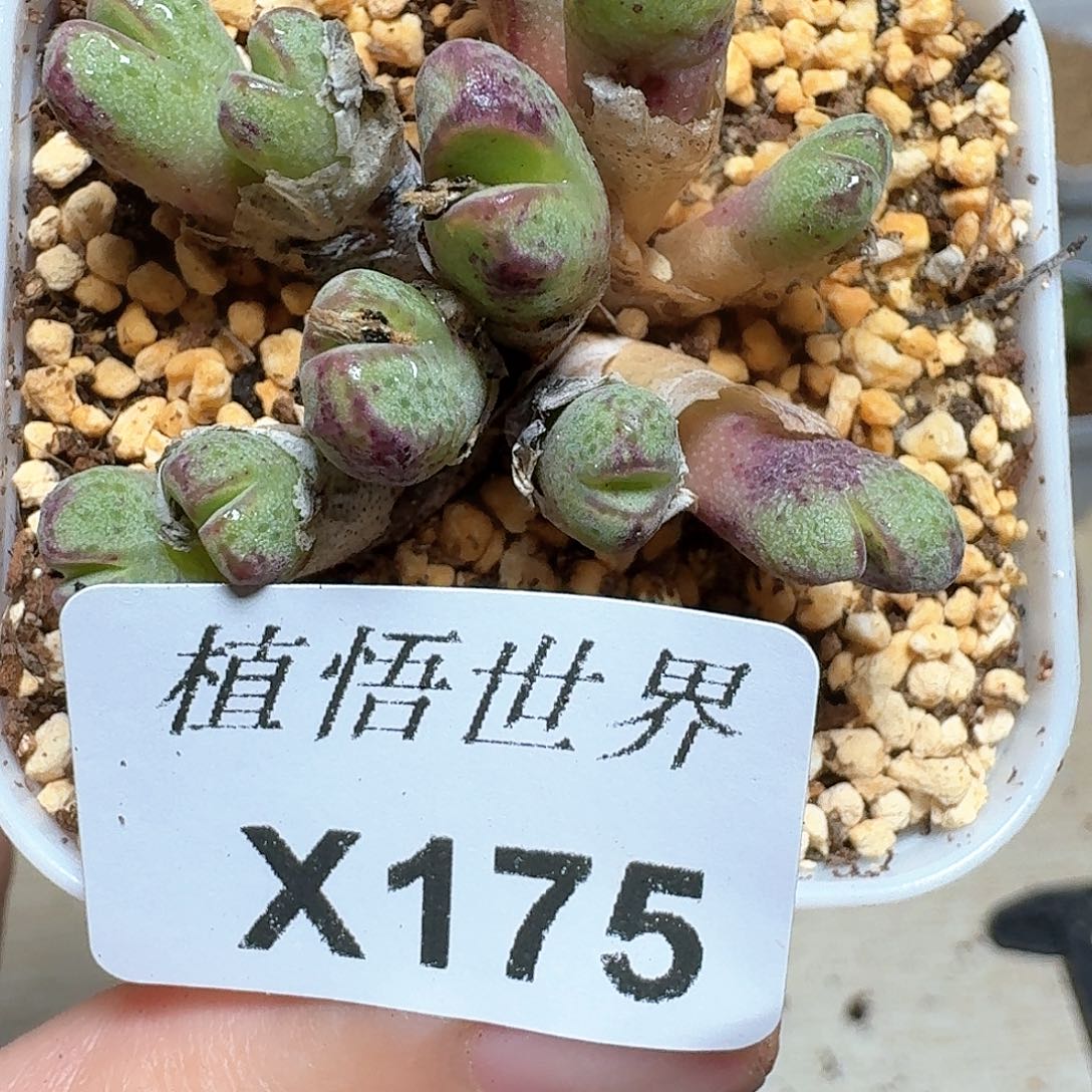 175号发肉植物哇f g g