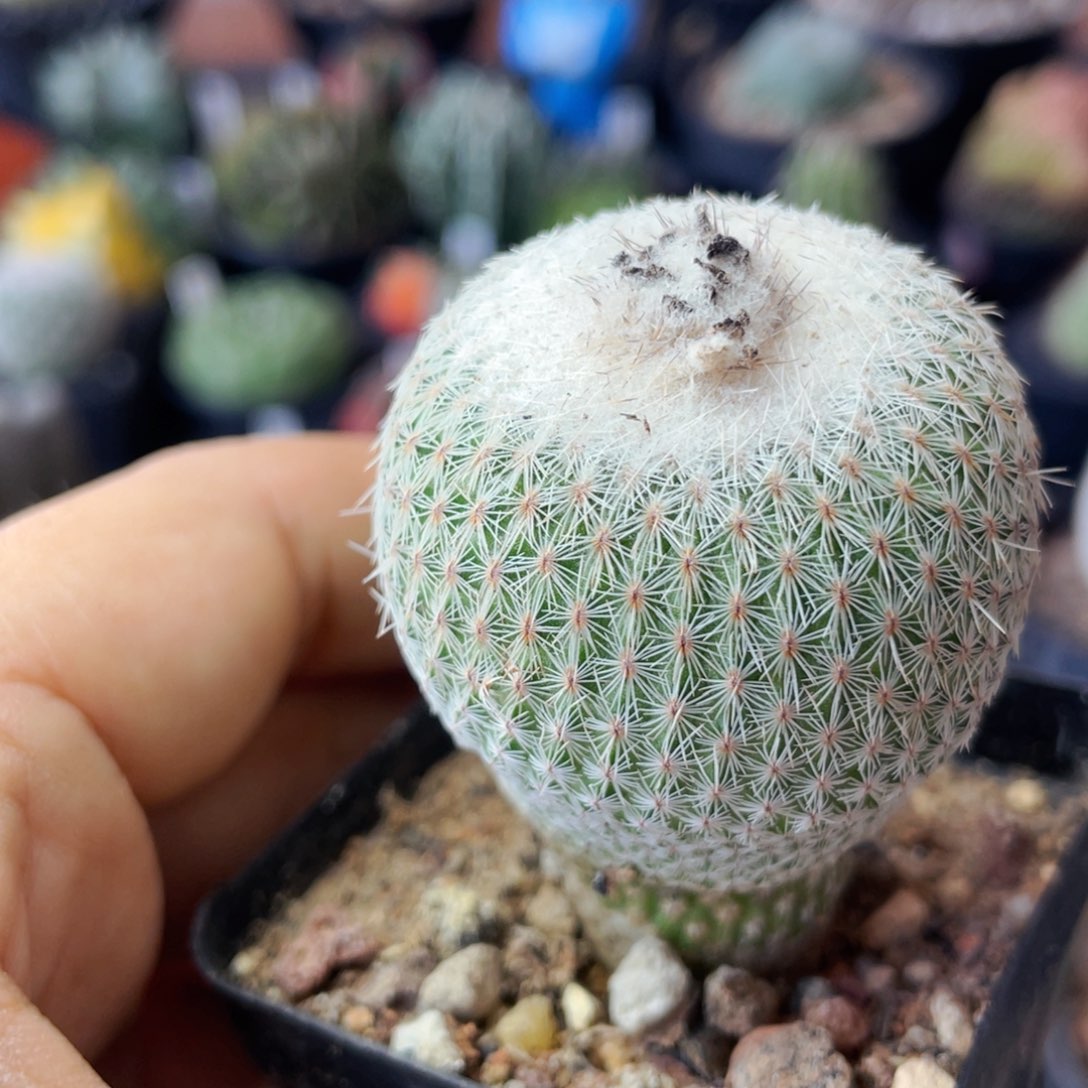 仙人球满28包邮盆5公分月世界4公分