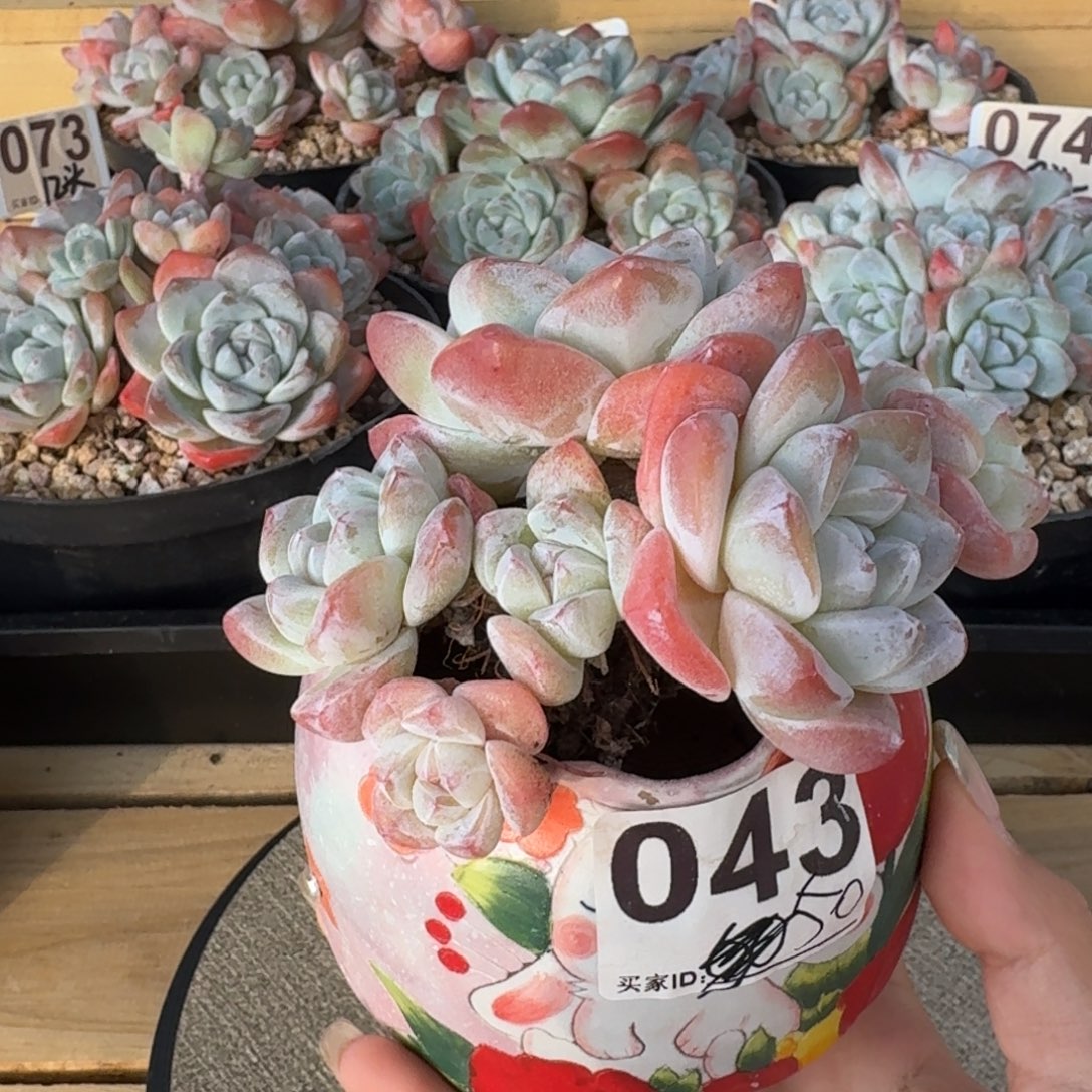 043号冰玉群生6头