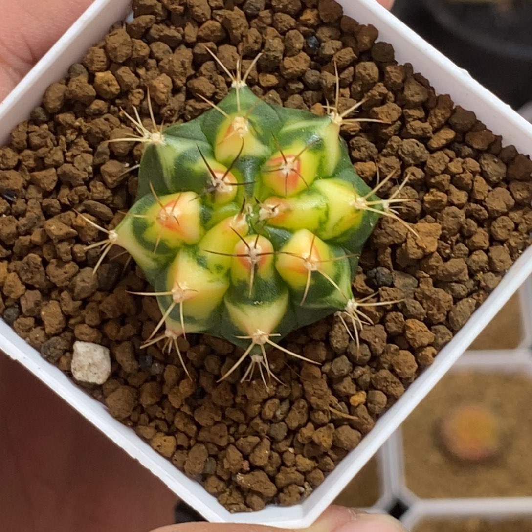 花田—带盆土发货38