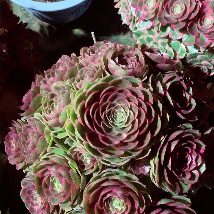 大花妖，多肉植物